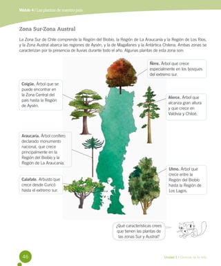 Módulo 4 / Las plantas de nuestro país

Zona Sur-Zona Austral
La Zona Sur de Chile comprende la Región del Biobío, la Región de La Araucanía y la Región de Los Ríos,
y la Zona Austral abarca las regiones de Aysén, y la de Magallanes y la Antártica Chilena. Ambas zonas se
caracterizan por la presencia de lluvias durante todo el año. Algunas plantas de esta zona son:
Ñirre. Árbol que crece
especialmente en los bosques
del extremo sur.
Coigüe. Árbol que se
puede encontrar en
la Zona Central del
país hasta la Región
de Aysén.

Alerce. Árbol que
alcanza gran altura
y que crece en
Valdivia y Chiloé.

Araucaria. Árbol conífero
declarado monumento
nacional, que crece
principalmente en la
Región del Biobío y la
Región de La Araucanía.
Ulmo. Árbol que
crece entre la
Región del Biobío
hasta la Región de
Los Lagos.

Calafate. Arbusto que
crece desde Curicó
hasta el extremo sur.

¿Qué características crees
que tienen las plantas de
las zonas Sur y Austral?

46

Unidad 1 / Ciencias de la vida

 