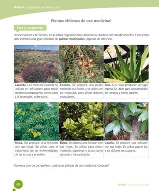 Módulo 4 / Las plantas de nuestro país

Plantas chilenas de uso medicinal
Lee y comenta
Desde hace mucho tiempo, los pueblos originarios han utilizado las plantas como medicamentos. En nuestro
país tenemos una gran variedad de plantas medicinales. Algunas de ellas son:

Lavanda. Las flores de lavanda se
utilizan en infusiones para tratar
problemas respiratorios como la tos
y la bronquitis, entre otros.

Enebro. Se prepara una pasta Aloe. Sus hojas producen un jugo
moliendo sus frutos y se aplica en espeso. Se utiliza para la cicatrización
los músculos para aliviar dolores de heridas y como laxante.
musculares.

Ruda. Se prepara una infusión
con sus hojas. Se utiliza para el
tratamiento de las enfermedades
de las encías y el estrés.

Boldo. Se elabora una infusión con Canelo. Se prepara una infusión
sus hojas. Se utiliza para aliviar con sus hojas. Se utiliza para la tos
molestias digestivas y actúa como y los dolores musculares.
sedante o tranquilizante.

Comenta con un compañero: ¿qué otras plantas de uso medicinal conocen?

48

Unidad 1 / Ciencias de la vida

 