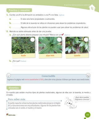 Identificar distintas plantas de nuestro país

Practica y resuelve
1.	 Escribe una V si la afirmación es verdadera o una F si es falsa. Aplicar
a.	

El aloe vera tiene propiedades cicatrizantes.

b.	

El tallo de la lavanda se utiliza en infusiones para aliviar los problemas respiratorios.

c.	

Algunas estructuras de las plantas se pueden usar para aliviar los problemas de salud.

2.	 Marcela se siente estresada antes de dar una prueba.

Ruda

Wikimedia Commons

. Aplicar
Wikimedia Commons

Wikimedia Commons

a.	 ¿Con qué planta debería preparar una infusión? Marca con un

Aloe vera

Canelo

b.	 ¿Por qué? Evaluar

Conectad@s
Ingresa a la página web www.casadelsaber.cl/300 y descubre otras plantas chilenas que tienen usos medicinales.

Sintetiza
En nuestro país existen muchos tipos de plantas medicinales; algunas de ellas son: la lavanda, la menta y	
el boldo.

Para saber más

¿Qué otros pueblos
originarios conoces?

El pueblo mapuche utiliza muchas plantas medicinales porque en la Región
de La Araucanía estas son muy abundantes. Algunas de las plantas más
utilizadas son el canelo, el maitén y el matico.

49

 