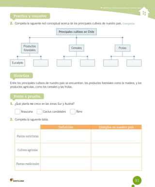 Identificar distintas plantas de nuestro país

Practica y resuelve
2.	 Completa la siguiente red conceptual acerca de los principales cultivos de nuestro país. Completar
Principales cultivos en Chile

Productos
forestales

Cereales

Frutas

Eucalipto

Sintetiza
Entre los principales cultivos de nuestro país se encuentran: los productos forestales como la madera, y los
productos agrícolas, como los cereales y las frutas.

Ponte a prueba
1.	 ¿Qué planta no crece en las zonas Sur y Austral?
Araucaria     

Cactus candelabro     

Ñirre

2.	 Completa la siguiente tabla.
Definición

Ejemplos en nuestro país

Plantas autóctonas

Cultivos agrícolas

Plantas medicinales

51

 
