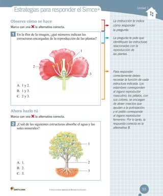 Estrategias para responder el Simce

Unidad 1

La instrucción te indica
cómo responder
la pregunta.

Observa cómo se hace
Marca con una

MR

la alternativa correcta.

1	 En la flor de la imagen, ¿qué números indican las

estructuras encargadas de la reproducción de las plantas?
1

La pregunta te pide que
identifiques las estructuras
relacionadas con la
reproducción de
las plantas.

2
3
A.	 1 y 2.
B.	 1 y 3.
C.	 2 y 3.

Ahora hazlo tú
Marca con una

la alternativa correcta.

2	 ¿Cuál de las siguientes estructuras absorbe el agua y las
sales minerales?

Para responder
correctamente debes
recordar la función de cada
estructura indicada. Los
estambres corresponden
al órgano reproductor
masculino; los pétalos, con
sus colores, se encargan
de atraer insectos que
ayudan a la polinización;
y el pistilo corresponde
al órgano reproductor
femenino. Por lo tanto, la
respuesta correcta es la
alternativa B.

1

2

A.	 1.
B.	 2.

3

C.	 3.

MR

Simce es marca registrada del Ministerio de Educación.

55

 