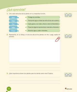 ¿Qué aprendiste?
1.	 Une cada estructura de la planta con su respectiva función.
Raíz

Protege las semillas.

Hoja

Transporta agua a todas las estructuras de la planta.

Flor

Capta gases y luz solar y lleva a cabo la fotosíntesis.  

Tallo

Posee los órganos reproductores masculino y femenino.

Fruto

Absorbe agua y sales minerales.

2.	 Representa, en un dibujo, el ciclo de vida de las plantas con flor. Luego, explica el
proceso.

3.	 ¿Qué importancia tienen las plantas para los demás seres vivos? Explica.

56

 
