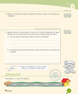 Unidad 1

Evaluación final

4. Nombra 5 ejemplos de plantas autóctonas chilenas y propón una medida para
protegerlas.

Habilidad científica: Formular inferencias y predicciones

5. Marcela compró un clavel blanco y lo puso en un florero transparente con agua.
Después de una semana observó que disminuyó la cantidad de agua del florero.

a. ¿Por qué crees que disminuyó el agua en el florero de Marcela?

b. Si al florero con agua le echas tinta azul y pones un clavel blanco, ¿qué crees que
sucederá?

Consigue un clavel blanco, un frasco con agua,
tinta azul, y comprueba tus predicciones.

¿Cómo te fue?
Pinta tantos           como

obtuviste.

Busca
Prepar
a la
prueb
a1

57

 