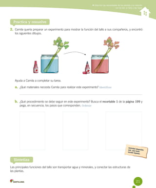 Describir las necesidades de las plantas y su relación
con la raíz, el tallo y las hojas

Practica y resuelve
2. Camila qu...