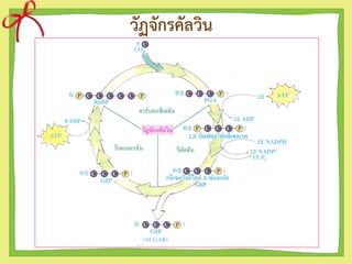 วัฏจักรคัลวิน
 