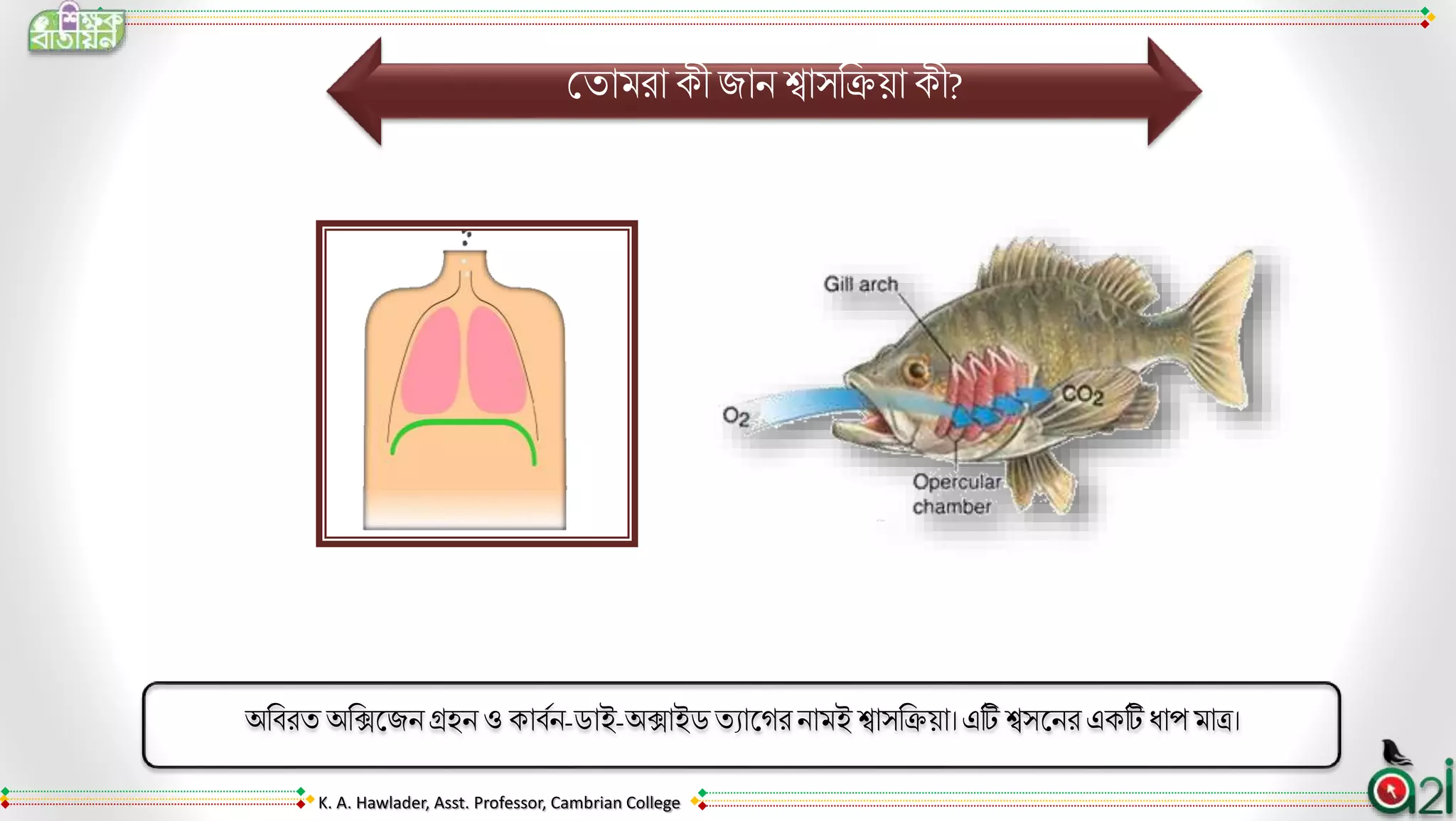 Respiration process of ruho fish | PPT