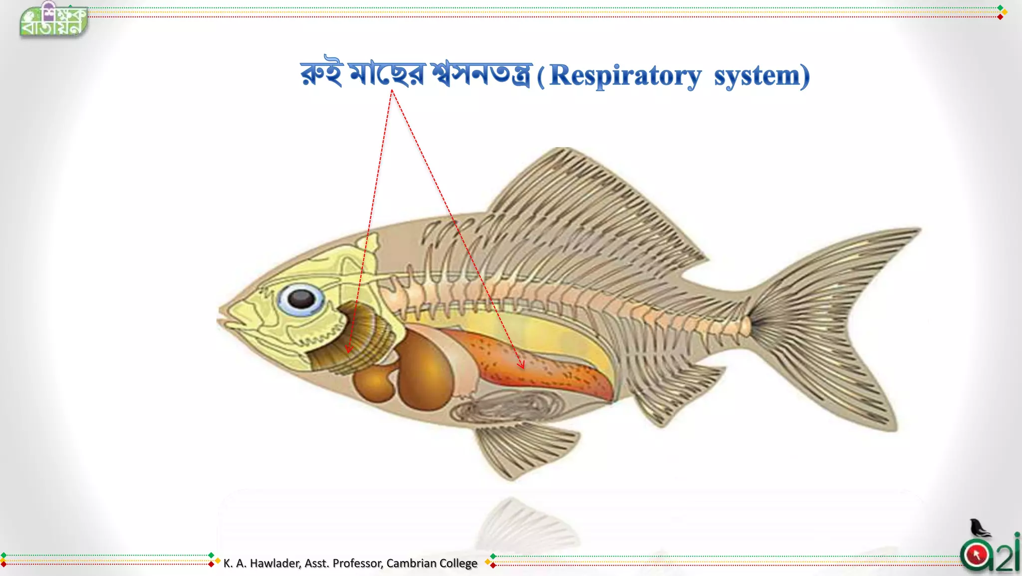 Respiration process of ruho fish | PPT