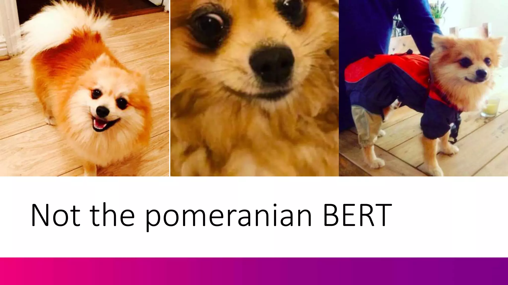 Not the pomeranian BERT
 