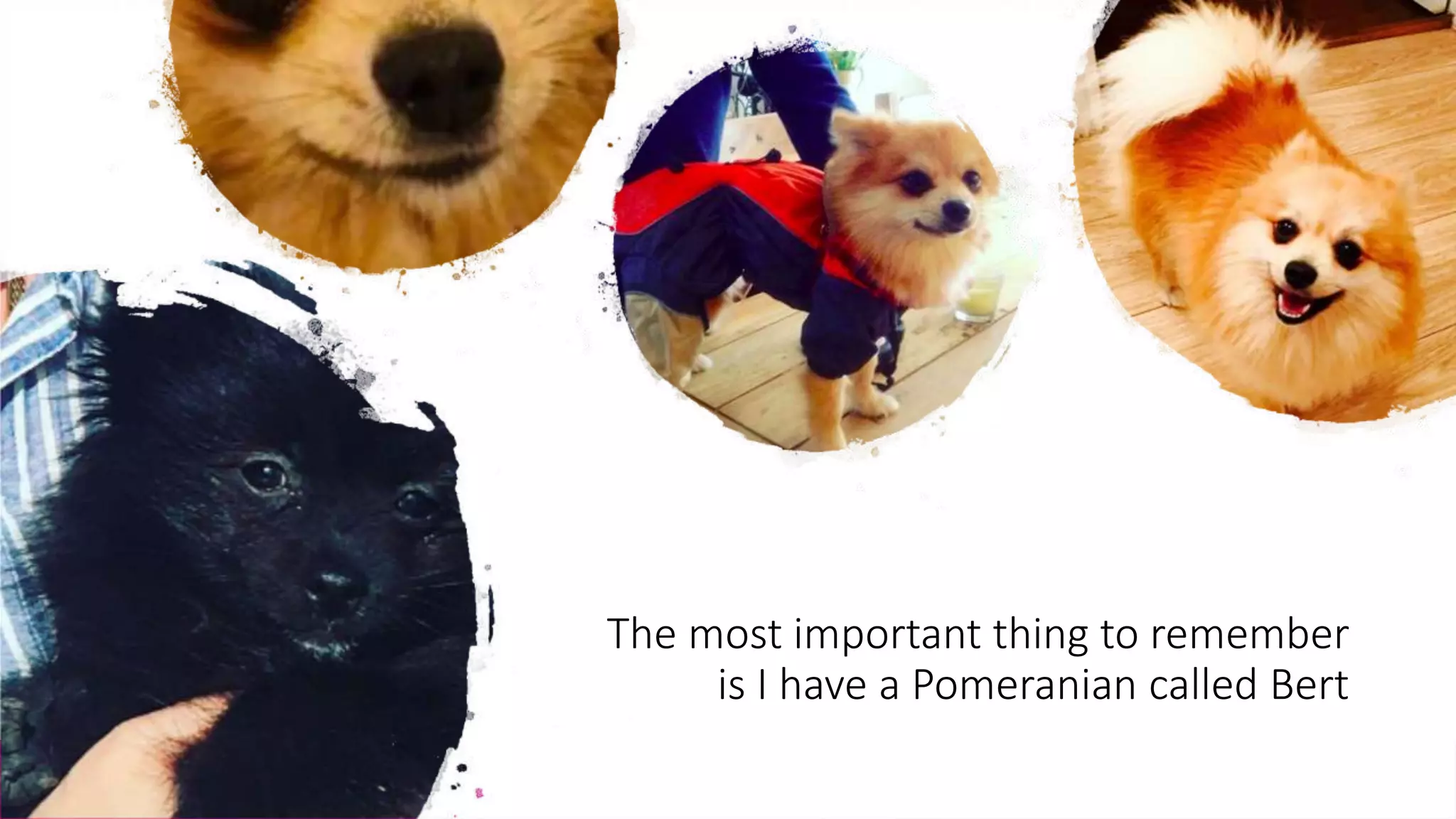 The most important thing to remember
is I have a Pomeranian called Bert
 