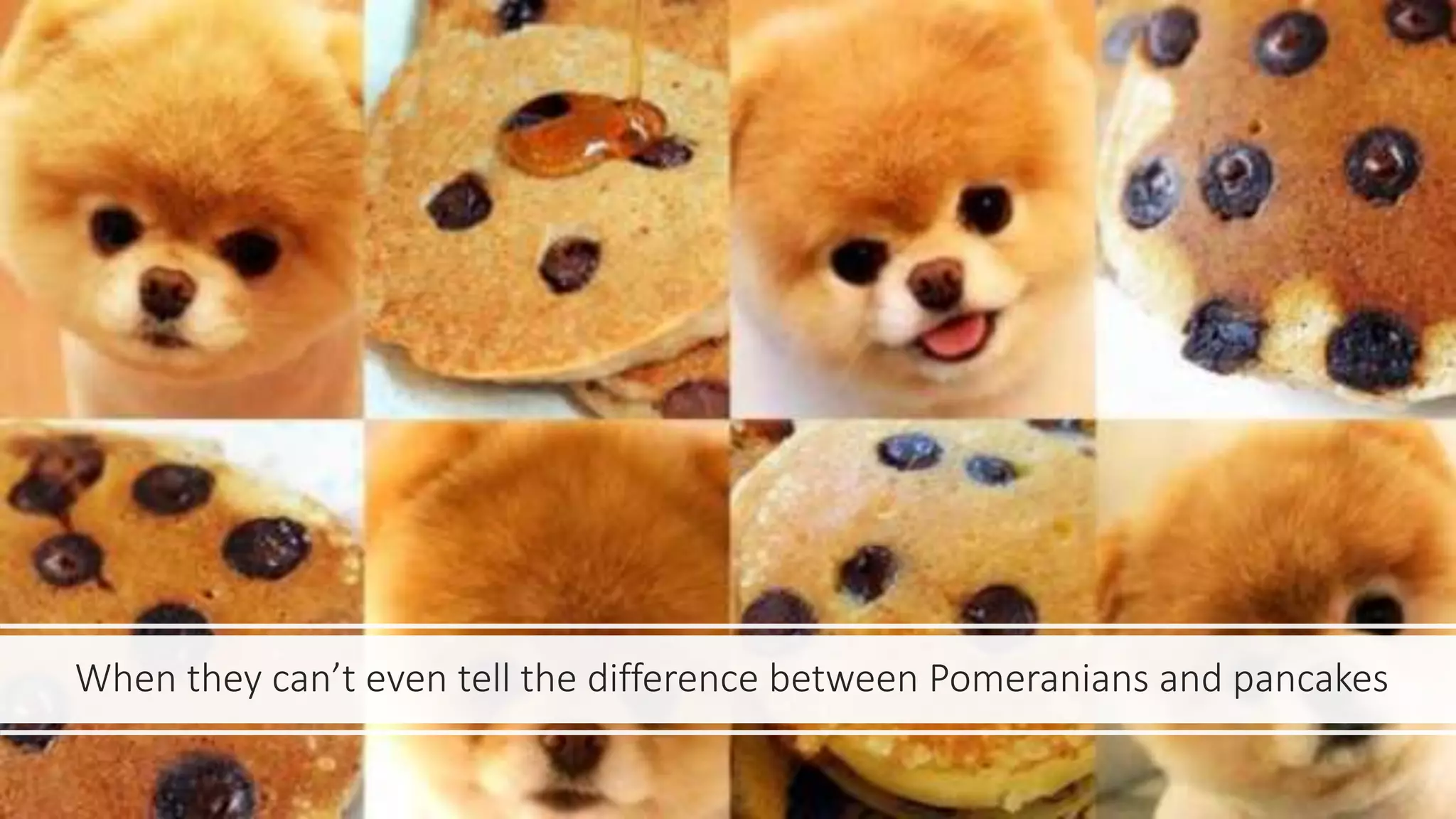 When they can’t even tell the difference between Pomeranians and pancakes
 