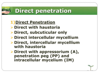 Direct penetration
1)Direct Penetration
 Direct with haustoria
 Direct, subcuticular only
 Direct intercellular mycellium
 Direct, intercellular mycellium
with haustoria
 Direct with appressorium (A),
penetration peg (PP) and
intracellular mycelium (IM)

 