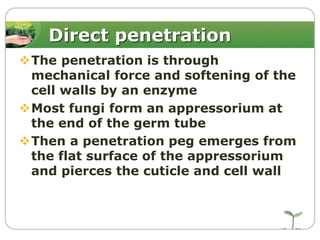 Direct penetration
The penetration is through
mechanical force and softening of the
cell walls by an enzyme
Most fungi form an appressorium at
the end of the germ tube
Then a penetration peg emerges from
the flat surface of the appressorium
and pierces the cuticle and cell wall

 