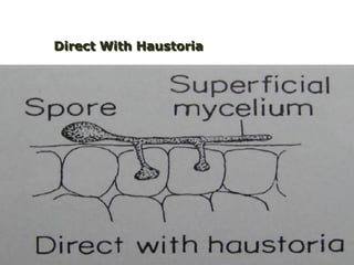 Direct With Haustoria

 