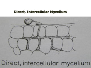Direct, Intercellular Mycelium

 
