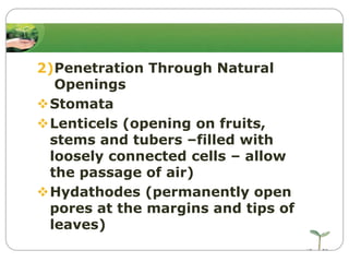 2)Penetration Through Natural
Openings
Stomata
Lenticels (opening on fruits,
stems and tubers –filled with
loosely connected cells – allow
the passage of air)
Hydathodes (permanently open
pores at the margins and tips of
leaves)

 