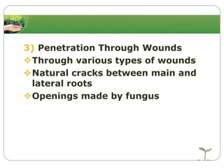 3) Penetration Through Wounds
Through various types of wounds
Natural cracks between main and
lateral roots
Openings made by fungus

 