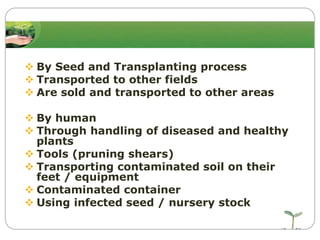  By Seed and Transplanting process
 Transported to other fields
 Are sold and transported to other areas
 By human
 Through handling of diseased and healthy
plants
 Tools (pruning shears)
 Transporting contaminated soil on their
feet / equipment
 Contaminated container
 Using infected seed / nursery stock

 