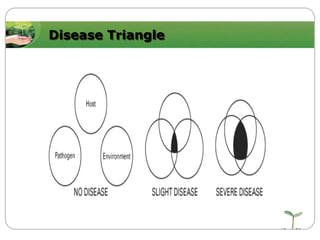 Disease Triangle

 