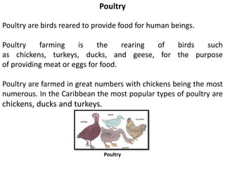 Poultry
Poultry are birds reared to provide food for human beings.
Poultry farming is the rearing of birds such
as chickens, turkeys, ducks, and geese, for the purpose
of providing meat or eggs for food.
Poultry are farmed in great numbers with chickens being the most
numerous. In the Caribbean the most popular types of poultry are
chickens, ducks and turkeys.
Poultry