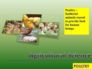 Poultry –
feathered
animals reared
to provide food
for human
beings.
 