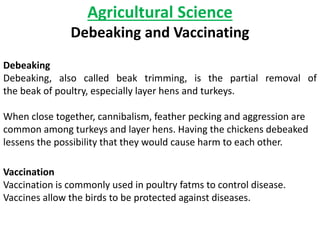 Steps in Rearing Chickens | PPTX