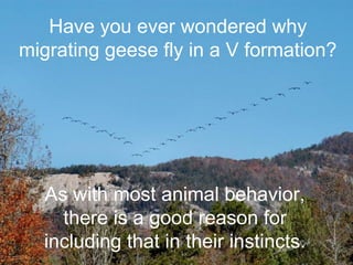 Have you ever wondered why
migrating geese fly in a V formation?
As with most animal behavior,
there is a good reason for
including that in their instincts.
 