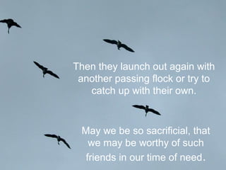 Then they launch out again with
another passing flock or try to
catch up with their own.
May we be so sacrificial, that
we may be worthy of such
friends in our time of need.
 
