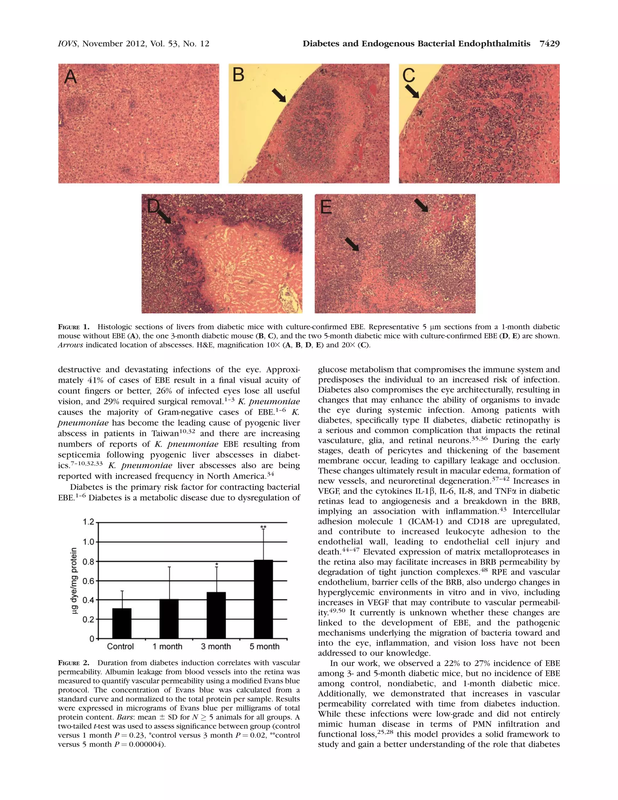 destructive and devastating infections of the eye. Approxi-
mately 41% of cases of EBE result in a ﬁnal visual acuity of
count ﬁngers or better, 26% of infected eyes lose all useful
vision, and 29% required surgical removal.1–3
K. pneumoniae
causes the majority of Gram-negative cases of EBE.1–6
K.
pneumoniae has become the leading cause of pyogenic liver
abscess in patients in Taiwan10,32
and there are increasing
numbers of reports of K. pneumoniae EBE resulting from
septicemia following pyogenic liver abscesses in diabet-
ics.7–10,32,33 K. pneumoniae liver abscesses also are being
reported with increased frequency in North America.34
Diabetes is the primary risk factor for contracting bacterial
EBE.1–6
Diabetes is a metabolic disease due to dysregulation of
glucose metabolism that compromises the immune system and
predisposes the individual to an increased risk of infection.
Diabetes also compromises the eye architecturally, resulting in
changes that may enhance the ability of organisms to invade
the eye during systemic infection. Among patients with
diabetes, speciﬁcally type II diabetes, diabetic retinopathy is
a serious and common complication that impacts the retinal
vasculature, glia, and retinal neurons.35,36 During the early
stages, death of pericytes and thickening of the basement
membrane occur, leading to capillary leakage and occlusion.
These changes ultimately result in macular edema, formation of
new vessels, and neuroretinal degeneration.37–42
Increases in
VEGF, and the cytokines IL-1b, IL-6, IL-8, and TNFa in diabetic
retinas lead to angiogenesis and a breakdown in the BRB,
implying an association with inﬂammation.43 Intercellular
adhesion molecule 1 (ICAM-1) and CD18 are upregulated,
and contribute to increased leukocyte adhesion to the
endothelial wall, leading to endothelial cell injury and
death.44–47
Elevated expression of matrix metalloproteases in
the retina also may facilitate increases in BRB permeability by
degradation of tight junction complexes.48 RPE and vascular
endothelium, barrier cells of the BRB, also undergo changes in
hyperglycemic environments in vitro and in vivo, including
increases in VEGF that may contribute to vascular permeabil-
ity.49,50
It currently is unknown whether these changes are
linked to the development of EBE, and the pathogenic
mechanisms underlying the migration of bacteria toward and
into the eye, inﬂammation, and vision loss have not been
addressed to our knowledge.
In our work, we observed a 22% to 27% incidence of EBE
among 3- and 5-month diabetic mice, but no incidence of EBE
among control, nondiabetic, and 1-month diabetic mice.
Additionally, we demonstrated that increases in vascular
permeability correlated with time from diabetes induction.
While these infections were low-grade and did not entirely
mimic human disease in terms of PMN inﬁltration and
functional loss,25,28
this model provides a solid framework to
study and gain a better understanding of the role that diabetes
FIGURE 1. Histologic sections of livers from diabetic mice with culture-conﬁrmed EBE. Representative 5 lm sections from a 1-month diabetic
mouse without EBE (A), the one 3-month diabetic mouse (B, C), and the two 5-month diabetic mice with culture-conﬁrmed EBE (D, E) are shown.
Arrows indicated location of abscesses. H&E, magniﬁcation 103 (A, B, D, E) and 203 (C).
FIGURE 2. Duration from diabetes induction correlates with vascular
permeability. Albumin leakage from blood vessels into the retina was
measured to quantify vascular permeability using a modiﬁed Evans blue
protocol. The concentration of Evans blue was calculated from a
standard curve and normalized to the total protein per sample. Results
were expressed in micrograms of Evans blue per milligrams of total
protein content. Bars: mean 6 SD for N ‡ 5 animals for all groups. A
two-tailed t-test was used to assess signiﬁcance between group (control
versus 1 month P ¼ 0.23, *control versus 3 month P ¼ 0.02, **control
versus 5 month P ¼ 0.000004).
IOVS, November 2012, Vol. 53, No. 12 Diabetes and Endogenous Bacterial Endophthalmitis 7429
 