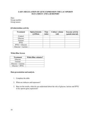 19
LAB 5: REGULATION OF GENE EXPRESSION THE LAC OPERON
DATA SHEET AND LAB REPORT
Date:
Group number:
Group names:
β-Galactosidase activity
Treatment Optical density
@420nm
Time
(min)
Culture volume
(ml)
Enzyme activity
(µmole/min/ml)
Control
Glucose
Lactose
IPTG
IPTG + Glucose
Glucose + Lactose
White/Blue Screen
Treatment White/Blue colonies?
Glucose
Lactose
Glucose + Lactose
Glucose + IPTG
Data presentation and analysis.
1. Complete the table
2. What are inducers and repressors?
3. Base on the results, what do you understand about the role of glucose, lactose and IPTG
in lac operon gene expression?
 