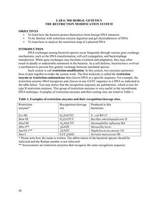 20
LAB 6: MICROBIAL GENETICS
THE RESTRICTION MODIFICATION SYSTEM
OBJECTIVES
• To learn how the bacteria protect themselves from foreign DNA intrusion.
• To be familiar with restriction enzyme digestion and gel electrophoresis of DNA
• To learn how to analyze the restriction map of a plasmid DNA
INTRODUCTION
DNA exchanges among bacterial species occur frequently through various gene exchange
mechanisms, such as the DNA transformation, cell-cell conjugation, and bacteriophage
transduction. While gene exchanges may facilitate evolution and adaptation, they may often
result in deadly or undesirable mutations in the bacteria. As a self defense, bacteria have evolved
a mechanism to prevent free genetic exchange between unrelated species.
Such system is call restriction-modification. In this system, two enzymes (proteins)
have to pair together to make the system work. The first molecule is called the restriction
enzyme or restriction endonuclease that cleaves DNA at a specific sequence. For example, the
restriction enzyme MboI recognizes and cleaves at any GATC sequence in a DNA as indicated in
the table below. You may notice that the recognition sequence are palindromic, which is true for
type II restriction enzymes. This group of restriction enzymes is very useful in the recombinant
DNA technique. Examples of restriction enzymes and their cutting sites are listed in Table 1.
Table 1. Examples of restriction enzymes and their recognition/cleavage sites.
* Please note how the name is written. The abbreviation of the bacterial species should be
italicized and the Roman number is not italicized.
** Isoscizomers are restriction enzymes that recognize the same recognition sequence
Restriction
enzyme*
Recognition/cleavage
site
Produced in this
bacterium
Eco RI G↓AATTC E. coli RY13
Bam HI G↓GATCC Bacillus amyloliquefaciens II
Hind III A↓AGCTT Haemophillus influenza Rd
Mbo I** ↓GATC Moraxella bovis
Sau3A 1** ↓GATC Staphylococcus aureus 3A
Sma I CCC↓GGG Serratia marcescens Sb
 