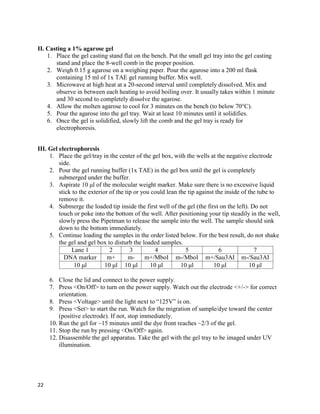 22
II. Casting a 1% agarose gel
1. Place the gel casting stand flat on the bench. Put the small gel tray into the gel casting
stand and place the 8-well comb in the proper position.
2. Weigh 0.15 g agarose on a weighing paper. Pour the agarose into a 200 ml flask
containing 15 ml of 1x TAE gel running buffer. Mix well.
3. Microwave at high heat at a 20-second interval until completely dissolved. Mix and
observe in between each heating to avoid boiling over. It usually takes within 1 minute
and 30 second to completely dissolve the agarose.
4. Allow the molten agarose to cool for 3 minutes on the bench (to below 70°C).
5. Pour the agarose into the gel tray. Wait at least 10 minutes until it solidifies.
6. Once the gel is solidified, slowly lift the comb and the gel tray is ready for
electrophoresis.
III. Gel electrophoresis
1. Place the gel/tray in the center of the gel box, with the wells at the negative electrode
side.
2. Pour the gel running buffer (1x TAE) in the gel box until the gel is completely
submerged under the buffer.
3. Aspirate 10 μl of the molecular weight marker. Make sure there is no excessive liquid
stick to the exterior of the tip or you could lean the tip against the inside of the tube to
remove it.
4. Submerge the loaded tip inside the first well of the gel (the first on the left). Do not
touch or poke into the bottom of the well. After positioning your tip steadily in the well,
slowly press the Pipetman to release the sample into the well. The sample should sink
down to the bottom immediately.
5. Continue loading the samples in the order listed below. For the best result, do not shake
the gel and gel box to disturb the loaded samples.
Lane 1 2 3 4 5 6 7
DNA marker m+ m- m+/MboI m-/MboI m+/Sau3AI m-/Sau3AI
10 μl 10 μl 10 μl 10 μl 10 μl 10 μl 10 μl
6. Close the lid and connect to the power supply.
7. Press <On/Off> to turn on the power supply. Watch out the electrode <+/-> for correct
orientation.
8. Press <Voltage> until the light next to “125V” is on.
9. Press <Set> to start the run. Watch for the migration of sample/dye toward the center
(positive electrode). If not, stop immediately.
10. Run the gel for ~15 minutes until the dye front reaches ~2/3 of the gel.
11. Stop the run by pressing <On/Off> again.
12. Disassemble the gel apparatus. Take the gel with the gel tray to be imaged under UV
illumination.
 