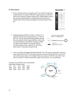 23
IV Data analysis
1. How to read the bands on an agarose gel? Use the DNA molecular
weight markers as a guide. Molecular weight markers are DNAs of
known sizes and are available commercially. HyperLadder I used in
this exercise should generate a banding pattern as shown here.
Smaller DNA will run faster and appear toward the bottom of the
gel.
2. Undigested plasmid DNA will show a cluster of 1-3
bands around the size of the plasmid (e.g. 2.6 kb for
pUC19). A good quality plasmid preparation should
have the majority in the supercoiled form which will
run smaller than the linear DNA. Damages in DNA
in single or both strands will yield the relaxed
circular and linear form, respectively. The linear
form of pUC19 should be around 2.6 kb.
3. How to calculate the digested fragments/bands? You will need to analyze the restriction
map of the plasmid, pUC19. The map shown here does not include the Mbo I or Sau3A I
sites which are too many to be included. There are a total of 15 GATC sites (Mbo I and
Sau3A I) in pUC19 and the nucleotide number of each GATC site is listed below.
Location of each GATC site in the plasmid
(nucleotide number listed):
276 417 1372 1447 1458
1466 1544 1556 1661 2002
2020 2066 2324 2341 2377
 