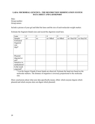 24
LAB 6: MICROBIAL GENETICS - THE RESTRICTION MODIFICATION SYSTEM
DATA SHEET AND LAB REPORT
Date:
Group number:
Group names:
Include a picture of your gel and label the lanes and the size of each molecular weight marker.
Estimate the fragment (band) sizes and record the digestion result here.
Lane 2 3 4 5 6 7
Sample m+ m- m+/MboI m-/MboI m+/Sau3AI m-/Sau3AI
Estimated
fragment
size
(bp)*
Plasmid
digested or
not?
Sensitive to
methylation?
Is the result
expected?
* List the largest 4 bands if more bands are observed. Estimate the band size based on the
molecular markers. The distance of migration is inversely proportional to the molecular
size.
Draw conclusions about what your data specifically means. (Hint: which enzyme digests which
plasmid and which enzyme does not digest which plasmid)
 