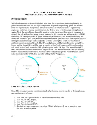 25
LAB 7 GENETIC ENGINEERING
PART I: DESIGNING TRANSFORMATION PLASMIDS
INTRODUCTION
Scientists from many different disciplines have used the technique of genetic engineering to
genetically alter bacteria and eukaryotic organisms. In genetic engineering, genes are isolated
from one organism and incorporated into other bacterial or eukaryotic cells. To genetically
engineer a bacterium by using transformation, the desired gene is first inserted into a plasmid
vector. Next, the recombinant plasmid is acquired by the bacterium. If the gene is expressed in
the cell, the cell will produce a new protein product. In this exercise, we will use a piece of DNA
containing the coding sequence of green fluorescent protein (GFP) and plasmid containing an
ampicillin-resistance gene (bla), the transcription factor araC (this will drive transcription of GFP
in the presence of the sugar arabinose) and a Multiple Cloning Site (MCS) to transform an
antibiotic-sensitive strain of E. coli. The DNA and plasmid will be ligated together using DNA
ligase, and the ligated DNA will be used to transform the E. coli. A successful transformation
will result in the E. coli producing GFP, glowing green under UV light. The plasmid and GFP
DNA have already been cut and isolated for you (EcoRI and XbaI were used). We will be using
the free bioinformatics software “A Plasmid Editor” (aPe) to design this plasmid vector. Below
is the plasmid map for pJR before and after adding the GFP sequence.
EXPERIMENTAL PROCEDURE
Note: This procedure should come immediately after learning how to use aPe to design plasmids
per your instructor’s lesson.
1. Add 10μL of Ligation Buffer to a sterile microcentrifuge tube.
2. Add 1μL of DNA Ligase.
3. Add 4μL of GFP DNA.
4. Add 5μL of plasmid DNA.
5. Incubate at room temperature overnight. This is what you will use to transform your
bacteria next class period.
 