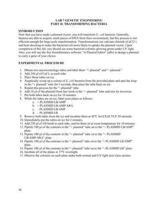 26
LAB 7 GENETIC ENGINEERING
PART II: TRANSFORMING BACTERIA
INTRODUCTION
Now that you have made a plasmid vector, you will transform E. coli bacteria. Generally,
bacteria are able to acquire small pieces of DNA from their environment, but this process is not
efficient enough for large-scale transformation. Transformations use calcium chloride (CaCl2 )
and heat shocking to make the bacterial cell more likely to uptake the plasmid vector. Upon
completion of this lab, you should see some bacterial colonies glowing green under UV light.
Also, you will use the free bioinformatics software “A Plasmid Editor” (aPe) to design a plasmid
to carry a gene of your choice.
EXPERIMENTAL PROCEDURE
1. Obtain two microcentrifuge tubes and label them “+ plasmid” and “- plasmid.”
2. Add 250 μl of CaCl2 to each tube.
3. Place these tubes on ice.
4. Aseptically scoop up a colony of E. coli bacteria from the provided plate and spin the loop
in the “+ plasmid” tube for 5 seconds, then place the tube back on ice.
5. Repeat this process for the “- plasmid” tube.
6. Add 10 μl of the plasmid from last week to the “+ plasmid” tube and mix by inversion.
7. Put both tubes back on ice for 10 minutes.
8. While the tubes are on ice, label your plates as follows:
a. + PLASMID LB/AMP
b. + PLASMID LB/AMP/ARA
c. – PLASMID LB/AMP
d. – PLASMID LB
9. Remove both tubes from the ice and incubate them at 42ºC for EXACTLY 50 seconds.
10. Immediately put the tubes on ice for 2 minutes.
11. Add 250 μl of LB broth to each tube, and let them sit at room temperature for 10 minutes.
12. Pipette 100 μl of the contents in the “+ plasmid” tube on to the “+ PLASMID LB/AMP”
plate.
13. Pipette 100 μl of the contents in the “+ plasmid” tube on to the “+ PLASMID
LB/AMP/ARA” plate.
14. Pipette 100 μl of the contents in the “- plasmid” tube on to the “- PLASMID LB/AMP”
plate.
15. Pipette 100 μl of the contents in the “- plasmid” tube on to the “- PLASMID LB” plate.
16. Incubate all of the plates at 37ºC overnight.
17. Observe the colonies on each plate under both normal and UV light next class section.
 