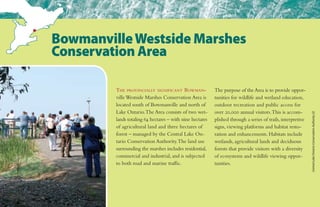 The provincially significant Bowman-
villeWestside Marshes Conservation Area is
located south of Bowmanville and north of
Lake Ontario.The Area consists of two wet-
lands totaling 64 hectares – with nine hectares
of agricultural land and three hectares of
forest – managed by the Central Lake On-
tario Conservation Authority.The land use
surrounding the marshes includes residential,
commercial and industrial, and is subjected
to both road and marine traffic.
The purpose of the Area is to provide oppor-
tunities for wildlife and wetland education,
outdoor recreation and public access for
over 20,000 annual visitors.This is accom-
plished through a series of trails, interpretive
signs, viewing platforms and habitat resto-
ration and enhancements. Habitats include
wetlands, agricultural lands and deciduous
forests that provide visitors with a diversity
of ecosystems and wildlife viewing oppor-
tunities.
BowmanvilleWestside Marshes
Conservation Area
CentralLakeOntarioConservationAuthority(2)
 