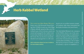 The 10-hectare Herb Kebbel Wetland
Project, part of theYarmouth Natural Heri-
tage Area (YNHA), located east of theVillage
of Sparta, officially opened in May 2006.The
wetland is part of the 85-hectare natural area
owned and managed by the Catfish Creek
Conservation Authority located along Cat-
fish Creek.The area has been extensively
disturbed and managed but it is still consi-
dered to be an excellent remnant example
of Carolinian valley slopes, bottomland and
flood plain deciduous and mixed forests.
The Herb KebbelWetland is the centrepiece
of theYNHA, which is one of the most
important natural refuges in southwestern
Ontario. Ecological Land Classification
surveys have documented 492 species of
vascular plants (including 11 rare or imper-
illed species), 86 species of birds, 13 species
of mammals, 10 species of amphibians, 55
Herb KebbelWetland
frog:AndrewMcLachlanwoodcock:MichelBlachasothers:YarmouthNaturalHeritageArea
Left: A dedication plaque has been installed at
the Herb Kebbel wetland.
 