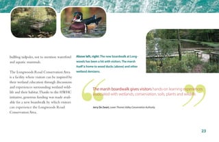 bullfrog tadpoles, not to mention waterfowl
and aquatic mammals.
The Longwoods Road Conservation Area
is a facility where visitors can be inspired by
their wetland education through discussions
and experiences surrounding wetland wild-
life and their habitat.Thanks to the HWHC
initiative, generous funding was made avail-
able for a new boardwalk by which visitors
can experience the Longwoods Road
Conservation Area.
The marsh boardwalk gives visitors hands-on learning experiences
associated with wetlands, conservation, soils, plants and wildlife.
23
Jerry De Zwart, Lower Thames Valley Conservation Authority
Above left, right: The new boardwalk at Long-
woods has been a hit with visitors.The marsh
itself is home to wood ducks (above) and other
wetland denizens.
 