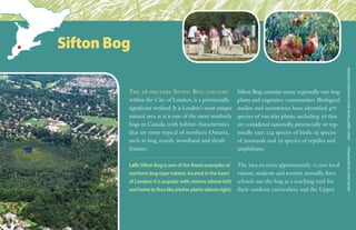 The 58-hectare Sifton Bog, located
within the City of London, is a provincially
significant wetland.It is London’s most unique
natural area as it is one of the most southerly
bogs in Canada, with habitat characteristics
that are more typical of northern Ontario,
such as bog, marsh, woodland and shrub
features.
Sifton Bog contains many regionally rare bog
plants and vegetative communities. Biological
studies and inventories have identified 477
species of vascular plants, including 56 that
are considered nationally, provincially or reg-
ionally rare; 124 species of birds; 19 species
of mammals and 19 species of reptiles and
amphibians.
The area receives approximately 11,000 local
visitors, students and tourists annually.Area
schools use the bog as a teaching tool for
their outdoor curriculum and the Upper
pitcherplant:ClaudePonthieuxothers:UpperThamesRiverConservationAuthority
Left: Sifton Bog is one of the finest examples of
northern bog-type habitat, located in the heart
of London; it is popular with visitors (above left)
and home to flora like pitcher plants (above right).
Sifton Bog
 