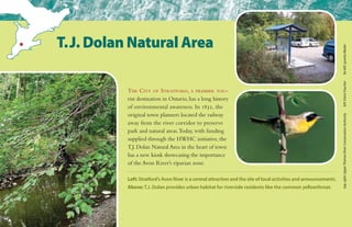 The City of Stratford, a premier tou-
rist destination in Ontario, has a long history
of environmental awareness. In 1832, the
original town planners located the railway
away from the river corridor to preserve
park and natural areas.Today, with funding
supplied through the HWHC initiative, the
T.J. Dolan Natural Area in the heart of town
has a new kiosk showcasing the importance
of the Avon River’s riparian zone.
T.J. Dolan Natural Area
Left: Stratford’s Avon River is a central attraction and the site of local activities and announcements.
Above: T.J. Dolan provides urban habitat for riverside residents like the common yellowthroat.
top,right:UpperThamesRiverConservationAuthorityleft:DenisFaucherfarleft:LynetteMader
 