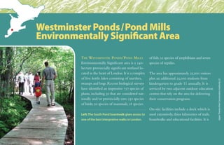 The Westminster Ponds/Pond Mills
Environmentally Significant area is a 240-
hectare provincially significant wetland lo-
cated in the heart of London. It is a complex
of five kettle lakes consisting of marshes,
swamps and bogs. Recent biological surveys
have identified an impressive 757 species of
plants, including 30 that are considered nat-
ionally and/or provincially rare; 232 species
of birds; 20 species of mammals; 18 species
of fish; 12 species of amphibians and seven
species of reptiles.
The area has approximately 25,000 visitors
plus an additional 25,000 students from
kindergarten to grade 11 annually. It is
serviced by two adjacent outdoor education
centres that rely on the area for delivering
their conservation programs.
On-site facilities include a dock which is
used extensively, three kilometres of trails,
boardwalks and educational facilities. It is
Westminster Ponds/Pond Mills
Environmentally Significant Area
UpperThamesRiverConservationAuthority(2)
Left:The South Pond boardwalk gives access to
one of the best interpretive walks in London.
 