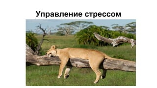 Управление стрессом
 