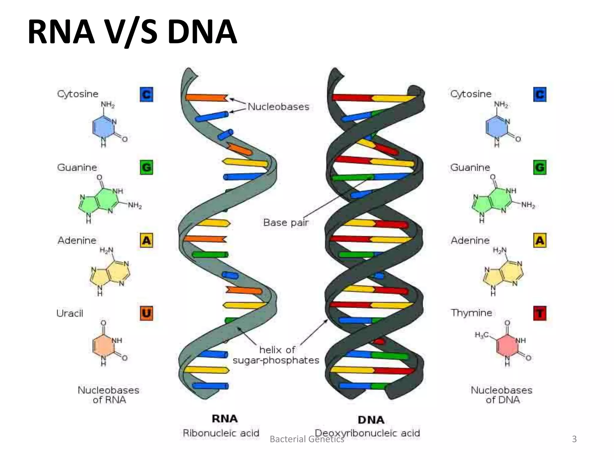types and structure of prokaryotic RNA | PPT