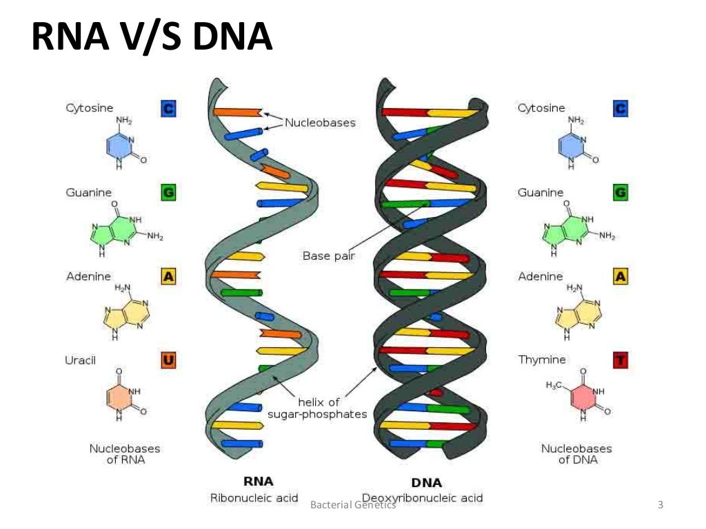 types and structure of prokaryotic RNA