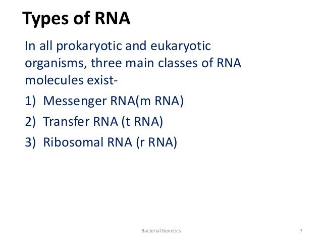 types and structure of prokaryotic rna 3 types of rna