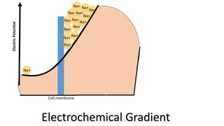 Na+
Na+
Na+
Na+
Na+
Na+ Na+
Na+
Na+
Na+Na+
Na+
Na+Na+
Na+
Cell membrane
ElectricPotential
Electrochemical Gradient
 