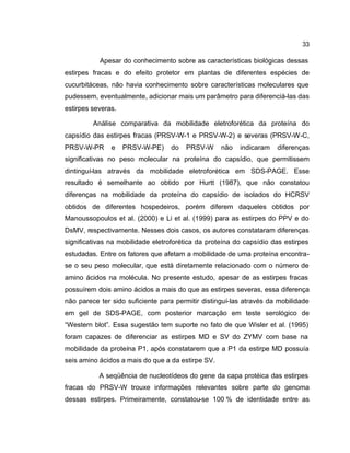 33
Apesar do conhecimento sobre as características biológicas dessas
estirpes fracas e do efeito protetor em plantas de diferentes espécies de
cucurbitáceas, não havia conhecimento sobre características moleculares que
pudessem, eventualmente, adicionar mais um parâmetro para diferenciá-las das
estirpes severas.
Análise comparativa da mobilidade eletroforética da proteína do
capsídio das estirpes fracas (PRSV-W-1 e PRSV-W-2) e severas (PRSV-W-C,
PRSV-W-PR e PRSV-W-PE) do PRSV-W não indicaram diferenças
significativas no peso molecular na proteína do capsídio, que permitissem
dintinguí-las através da mobilidade eletroforética em SDS-PAGE. Esse
resultado é semelhante ao obtido por Hurtt (1987), que não constatou
diferenças na mobilidade da proteína do capsídio de isolados do HCRSV
obtidos de diferentes hospedeiros, porém diferem daqueles obtidos por
Manoussopoulos et al. (2000) e Li et al. (1999) para as estirpes do PPV e do
DsMV, respectivamente. Nesses dois casos, os autores constataram diferenças
significativas na mobilidade eletroforética da proteína do capsídio das estirpes
estudadas. Entre os fatores que afetam a mobilidade de uma proteína encontra-
se o seu peso molecular, que está diretamente relacionado com o número de
amino ácidos na molécula. No presente estudo, apesar de as estirpes fracas
possuírem dois amino ácidos a mais do que as estirpes severas, essa diferença
não parece ter sido suficiente para permitir distinguí-las através da mobilidade
em gel de SDS-PAGE, com posterior marcação em teste serológico de
“Western blot”. Essa sugestão tem suporte no fato de que Wisler et al. (1995)
foram capazes de diferenciar as estirpes MD e SV do ZYMV com base na
mobilidade da proteína P1, após constatarem que a P1 da estirpe MD possuía
seis amino ácidos a mais do que a da estirpe SV.
A seqüência de nucleotídeos do gene da capa protéica das estirpes
fracas do PRSV-W trouxe informações relevantes sobre parte do genoma
dessas estirpes. Primeiramente, constatou-se 100 % de identidade entre as
 