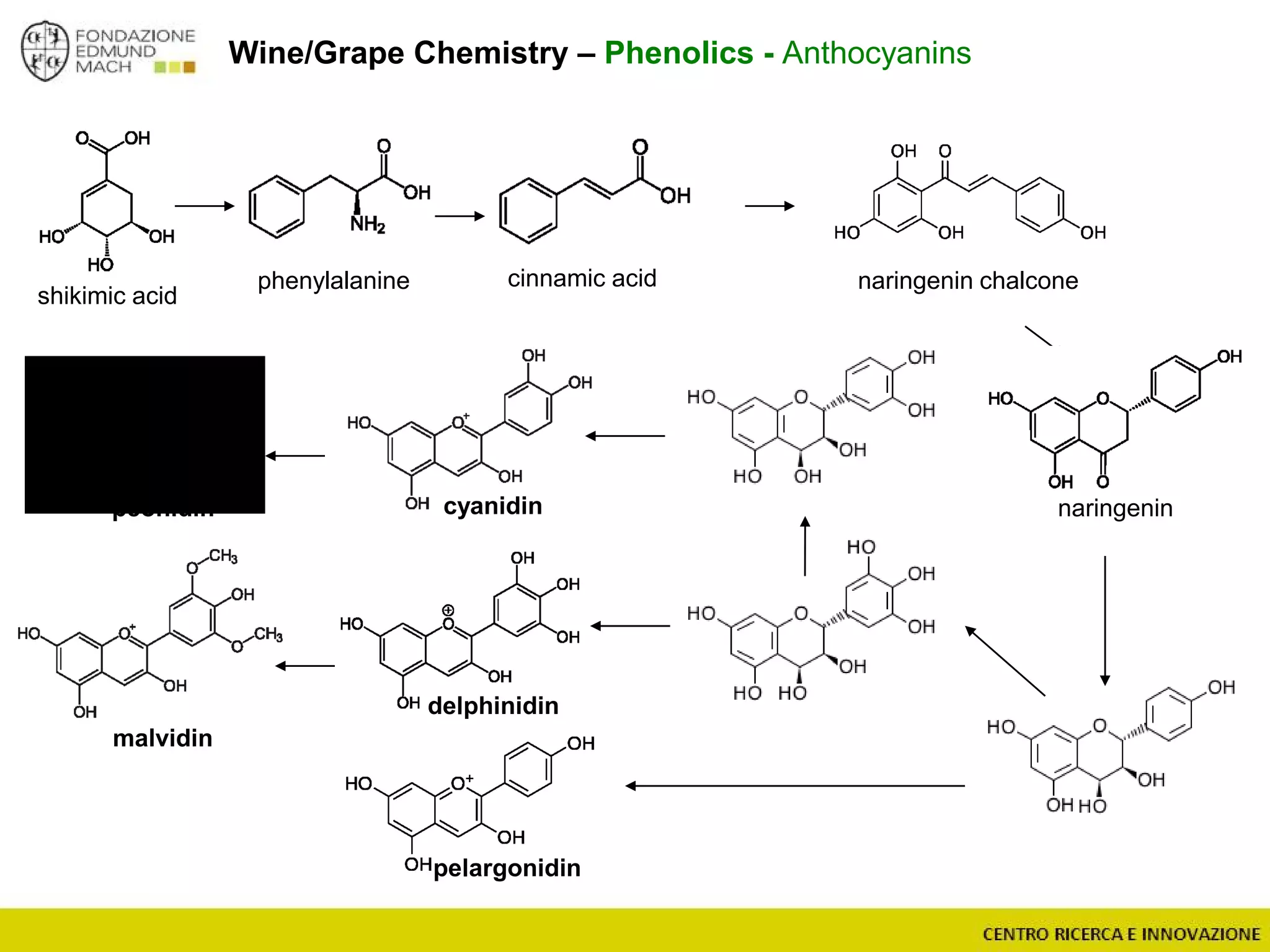 Wine/Grape Chemistry – Phenolics - Anthocyanins
shikimic acid
phenylalanine cinnamic acid
naringenin
naringenin chalcone
cyanidin
delphinidin
pelargonidin
malvidin
peonidin
 