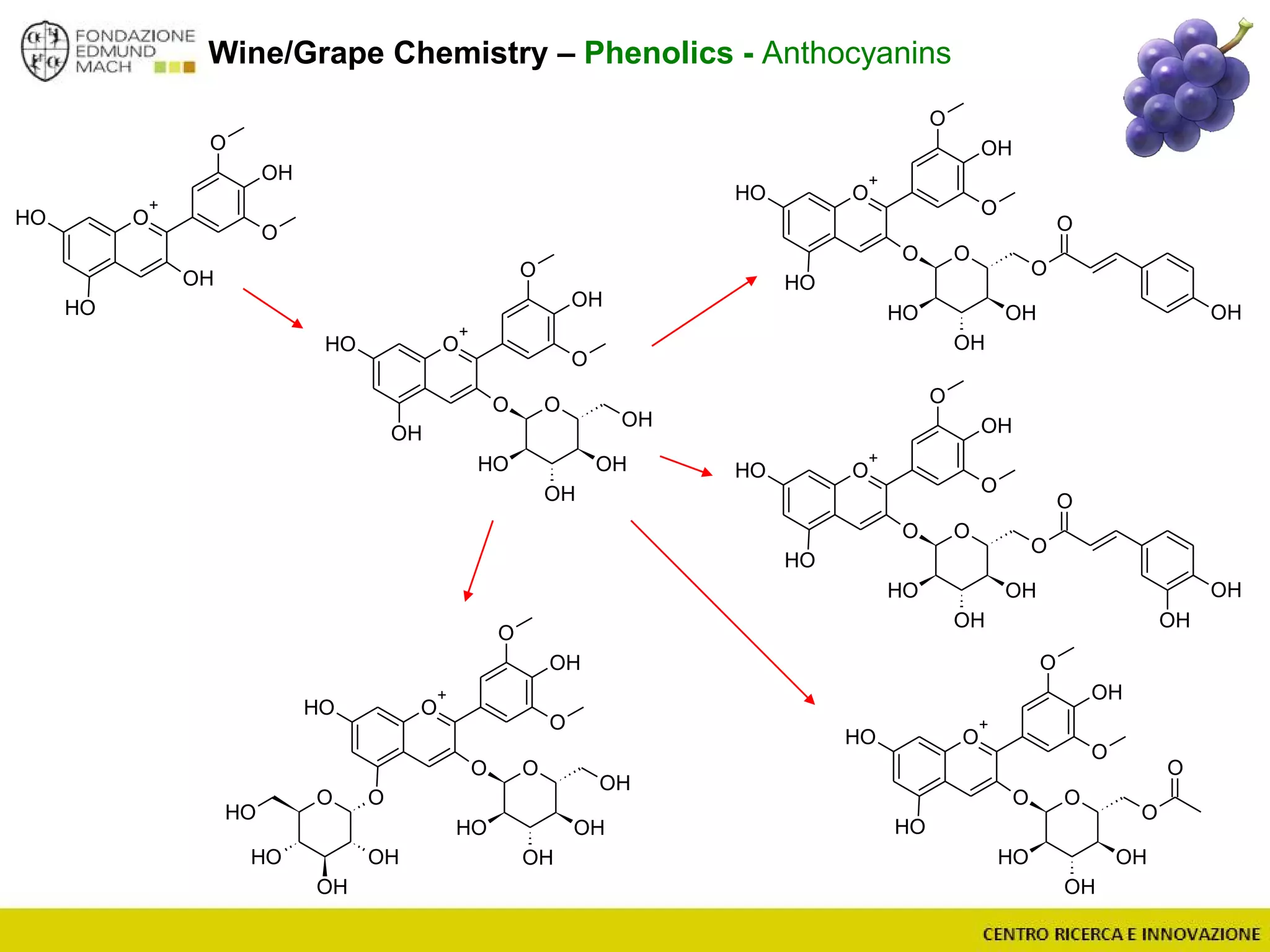 Wine/Grape Chemistry – Phenolics - Anthocyanins
O
+
OH
OH
O
OH
O
OO
OH
OH
OH
OH
O O
OH
OH
OH
OH
O
+
OH
O
OH
O
OO
OH
OH
OH
OH
OH
O
+
OH
O
OH
O
OO
OH
OH
OH
O
O
OH
OH
O
+
OH
O
OH
O
OO
OH
OH
OH
O
O
OH
OH
OH
O
+
OH
O
OH
O
OO
OH
OH
OH
O
O
OH
O
+
OH
O
OH
O
OH
 