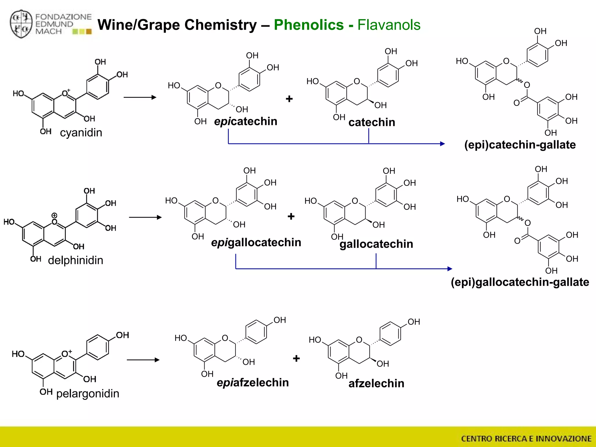 Wine/Grape Chemistry – Phenolics - Flavanols
cyanidin
delphinidin
pelargonidin
OOH
OH
OH
OH
OH
OOH
OH
OH
OH
OH
OOH
OH
OH
OH
OH
OH
OOH
OH
OH
OH
OH
OH
OOH
OH
OH
OH
OOH
OH
OH
OH
+
+
+
epicatechin catechin
epigallocatechin gallocatechin
epiafzelechin afzelechin
OOH
OH
O
OH
O
OH
OH
OH
OH
OOH
OH
O
OH
O
OH
OH
OH
OH
OH
(epi)catechin-gallate
(epi)gallocatechin-gallate
 